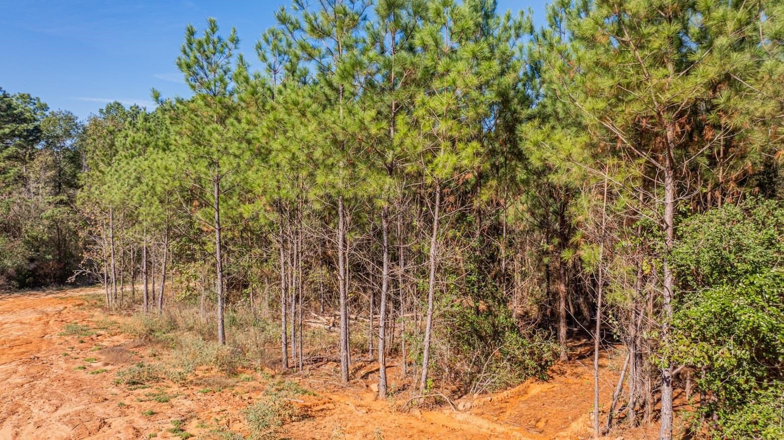 101.18 acres in Harrison County - photo 13