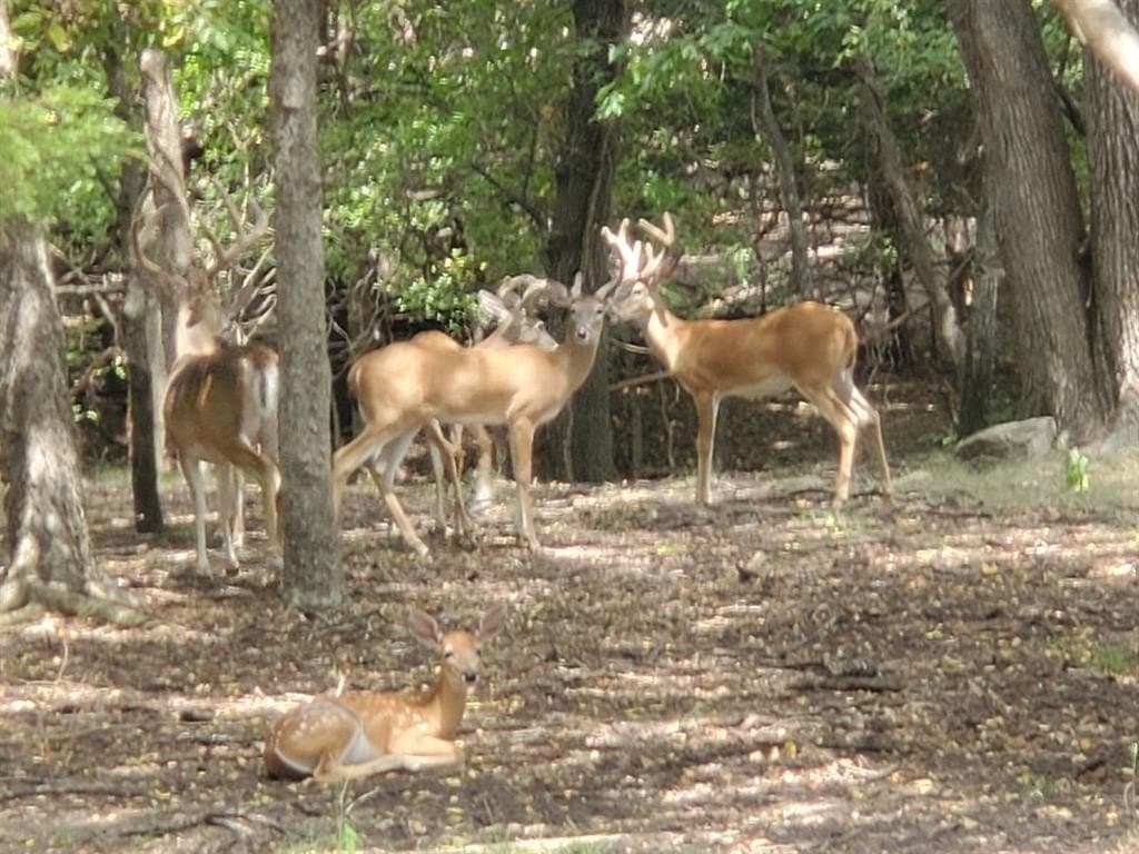 2.88 acres in Parker County - photo 4