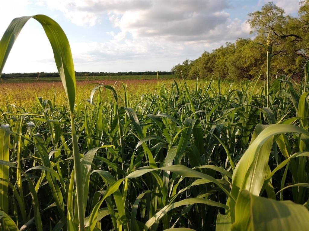 19.42 acres in Callahan County - photo 7