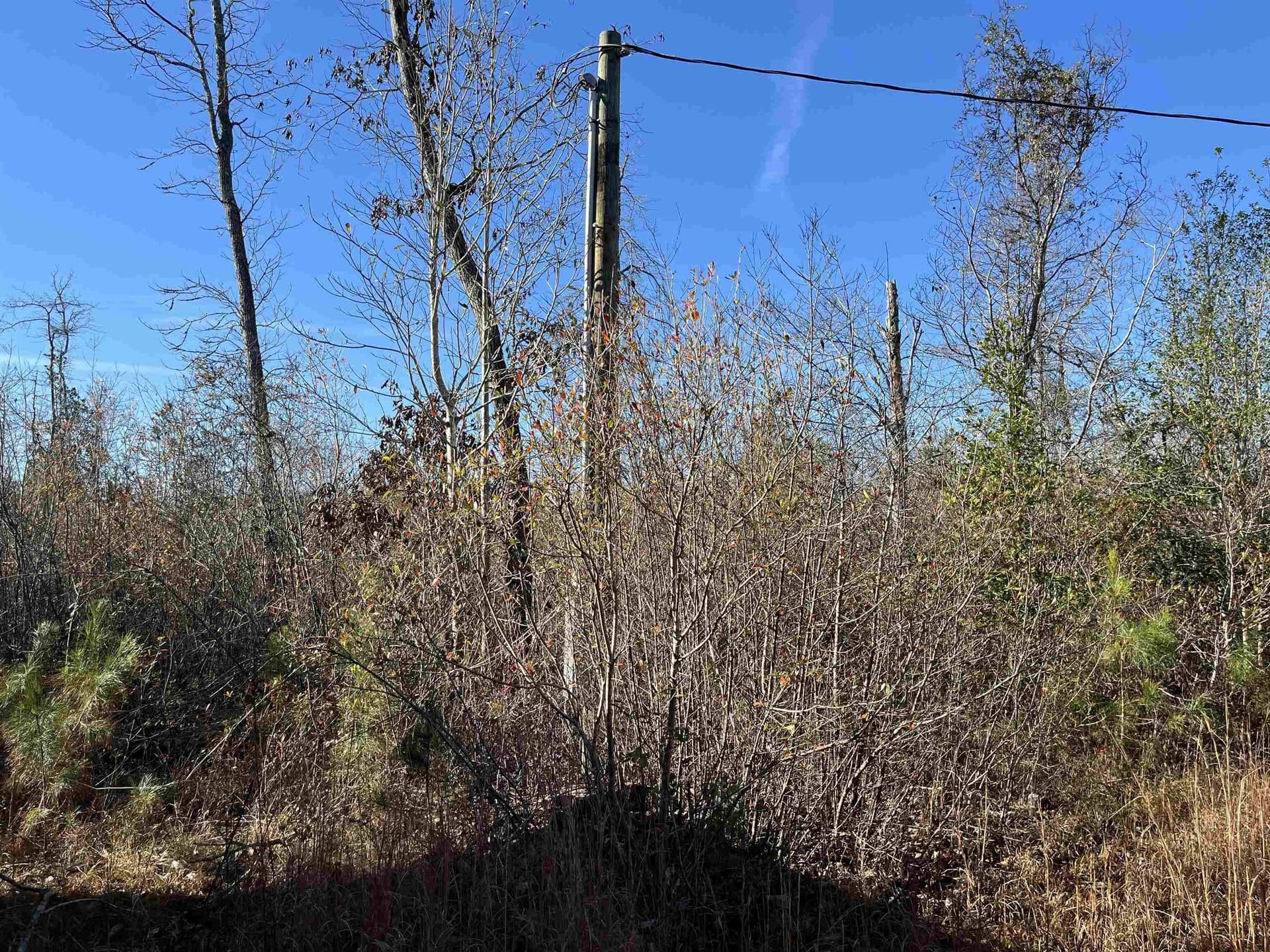 11 acres in Texas County - photo 8