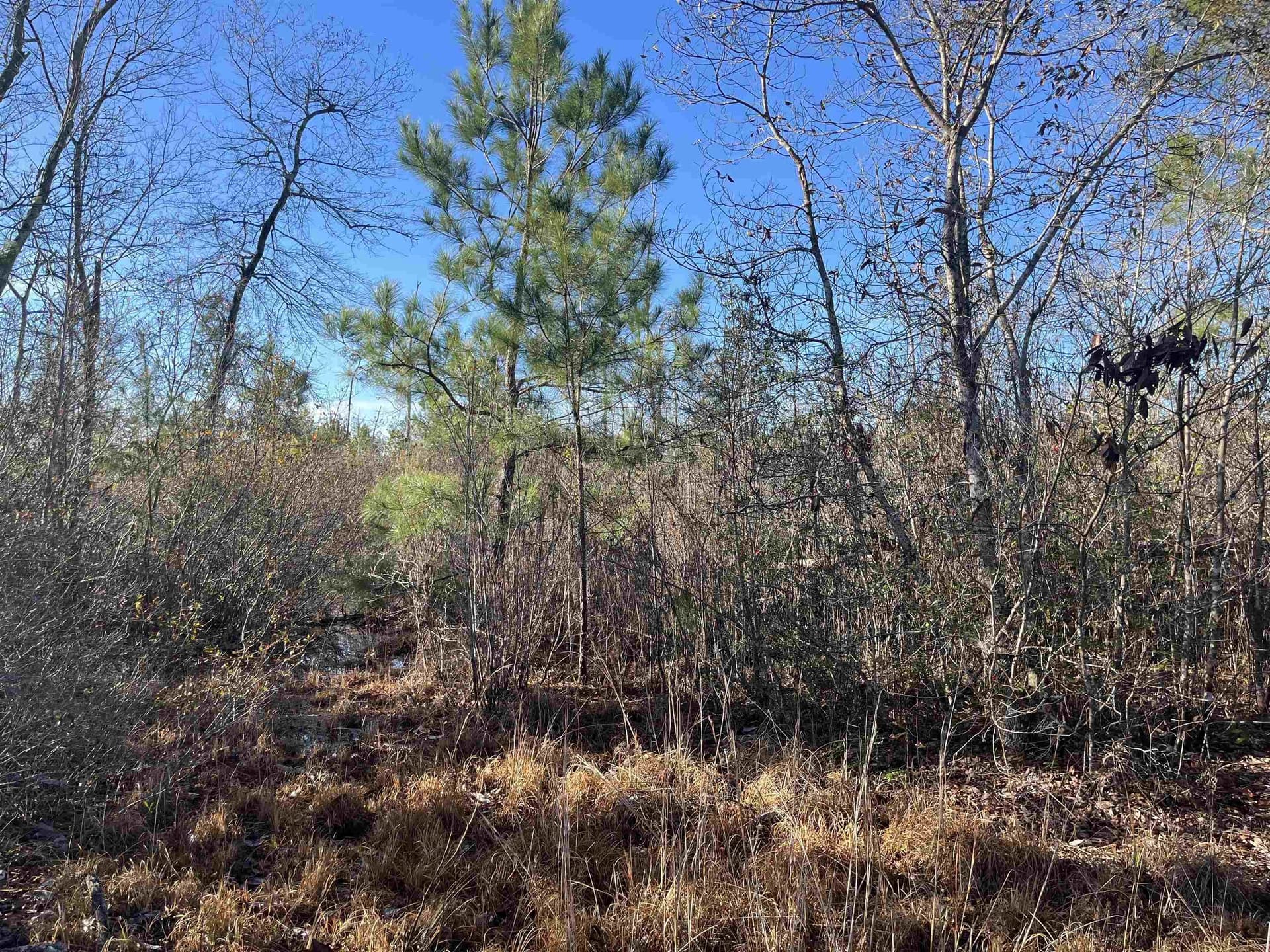 11 acres in Texas County - photo 4