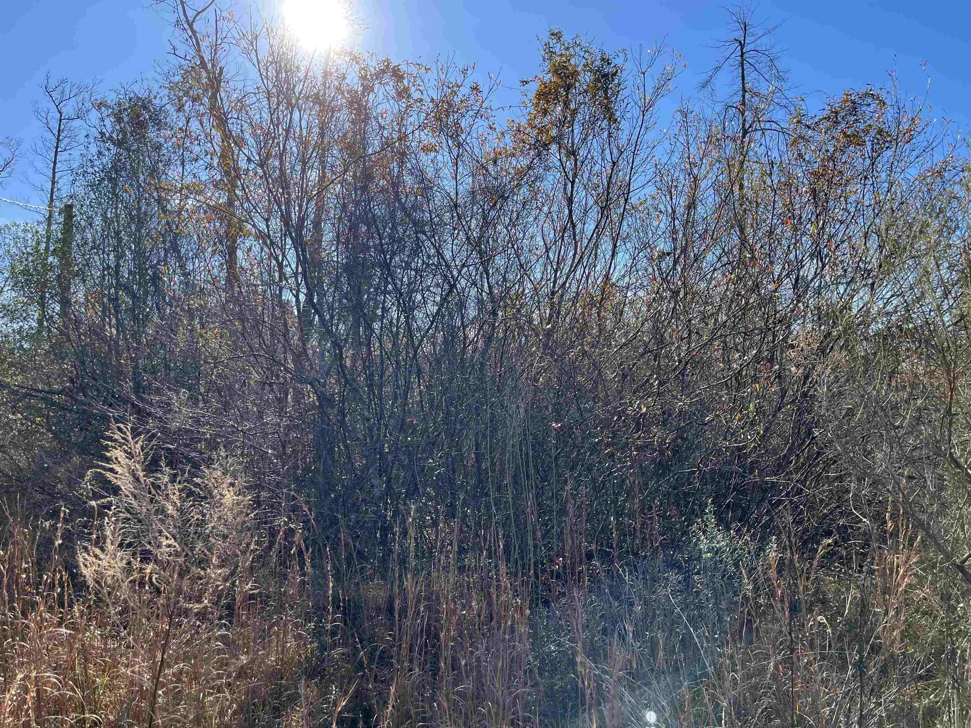 11 acres in Texas County - photo 6