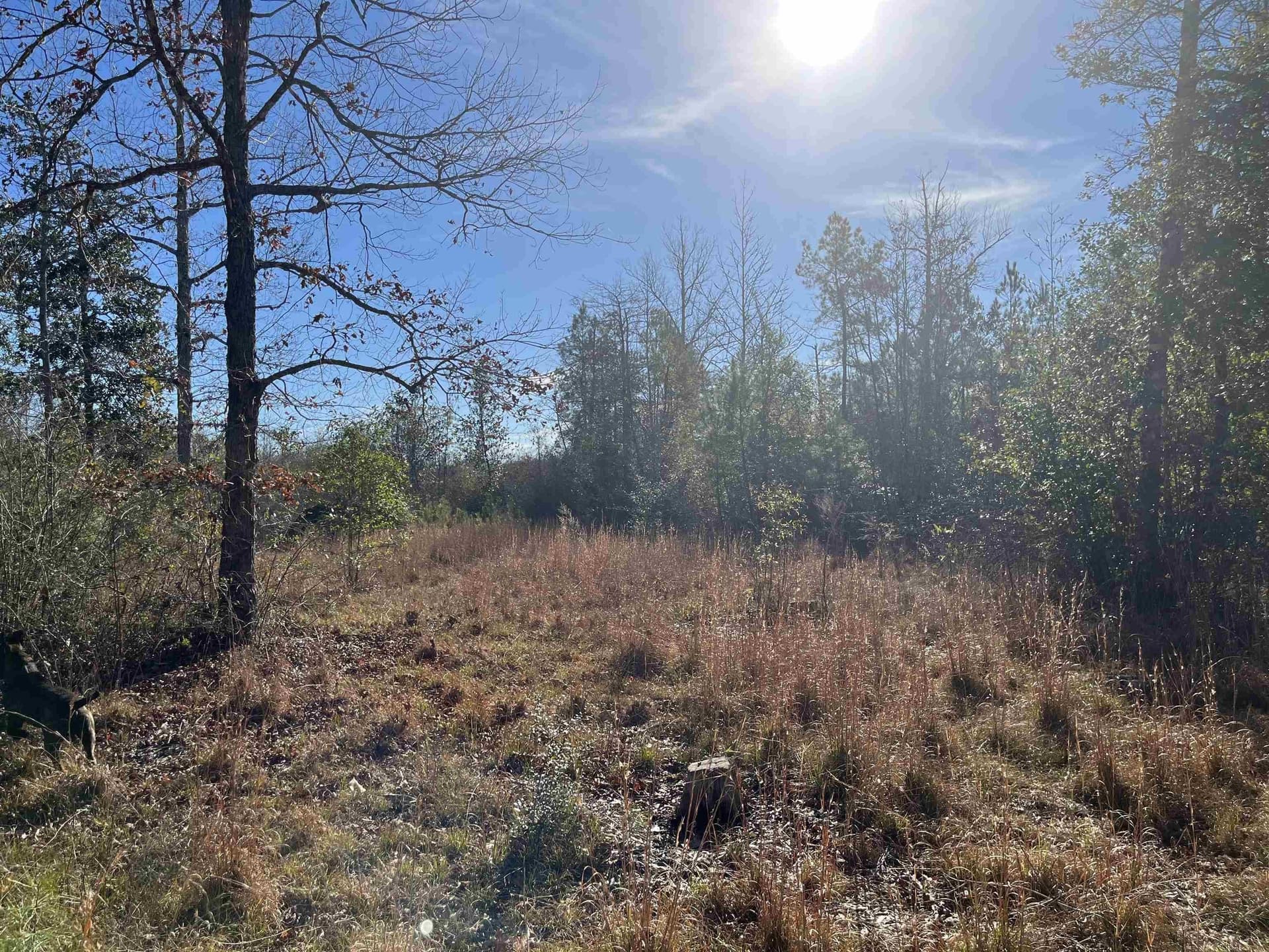 11 acres in Texas County - photo 2