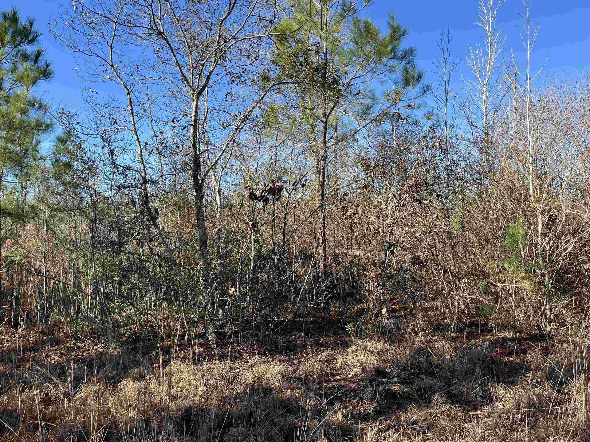 11 acres in Texas County - photo 10