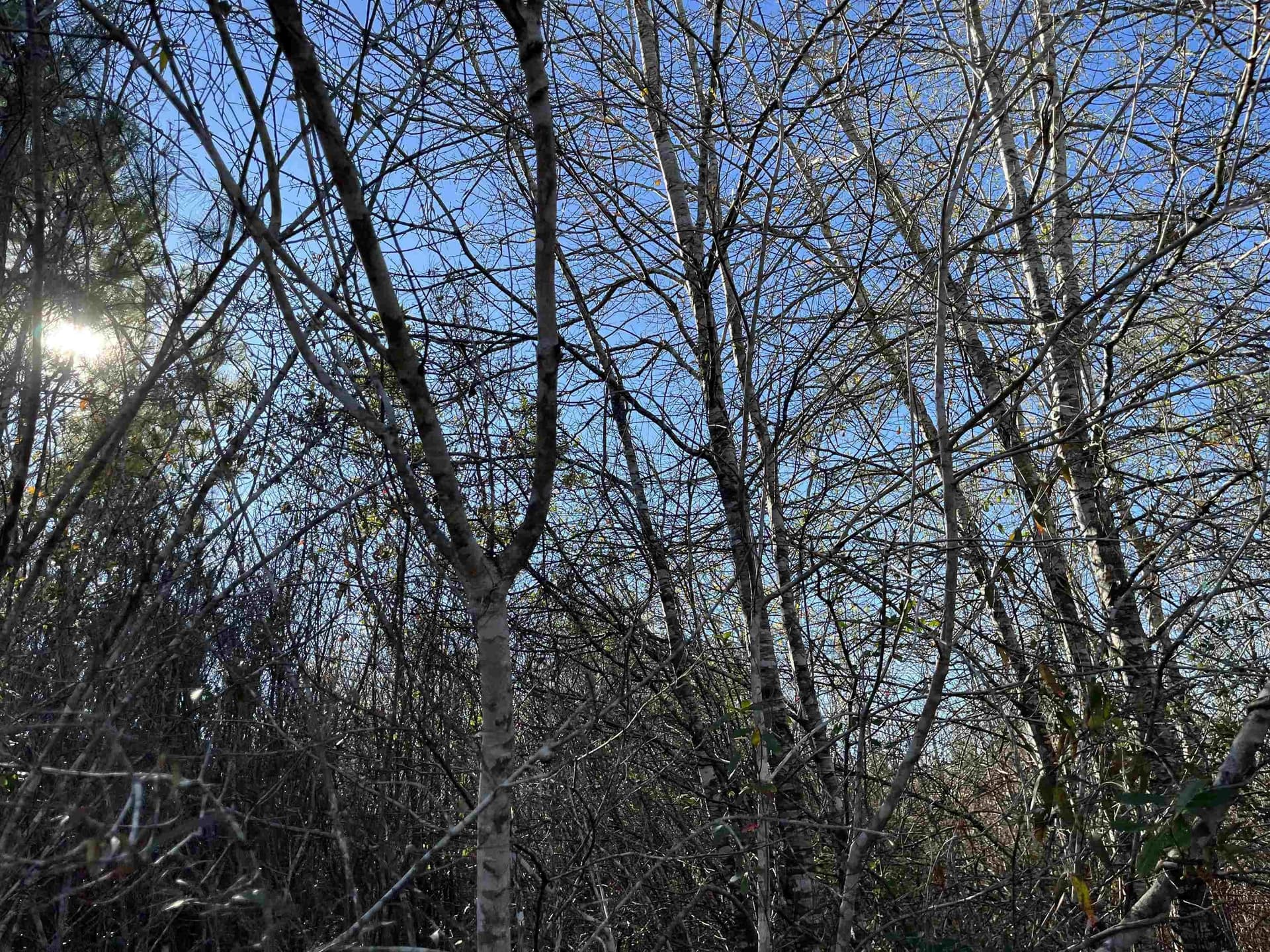 11 acres in Texas County - photo 7
