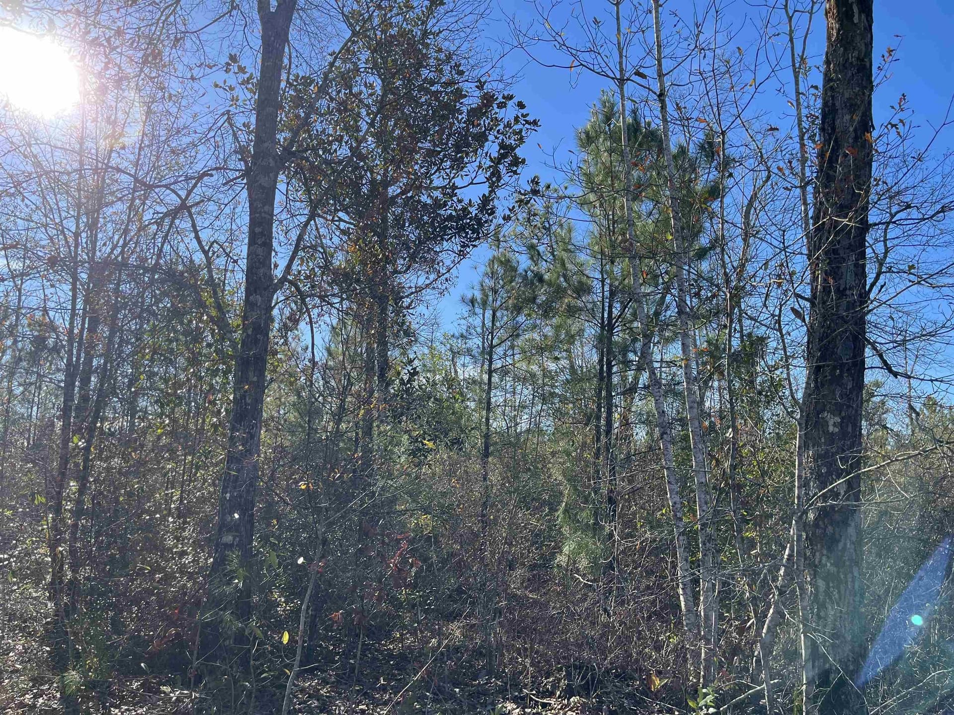 11 acres in Texas County - photo 12