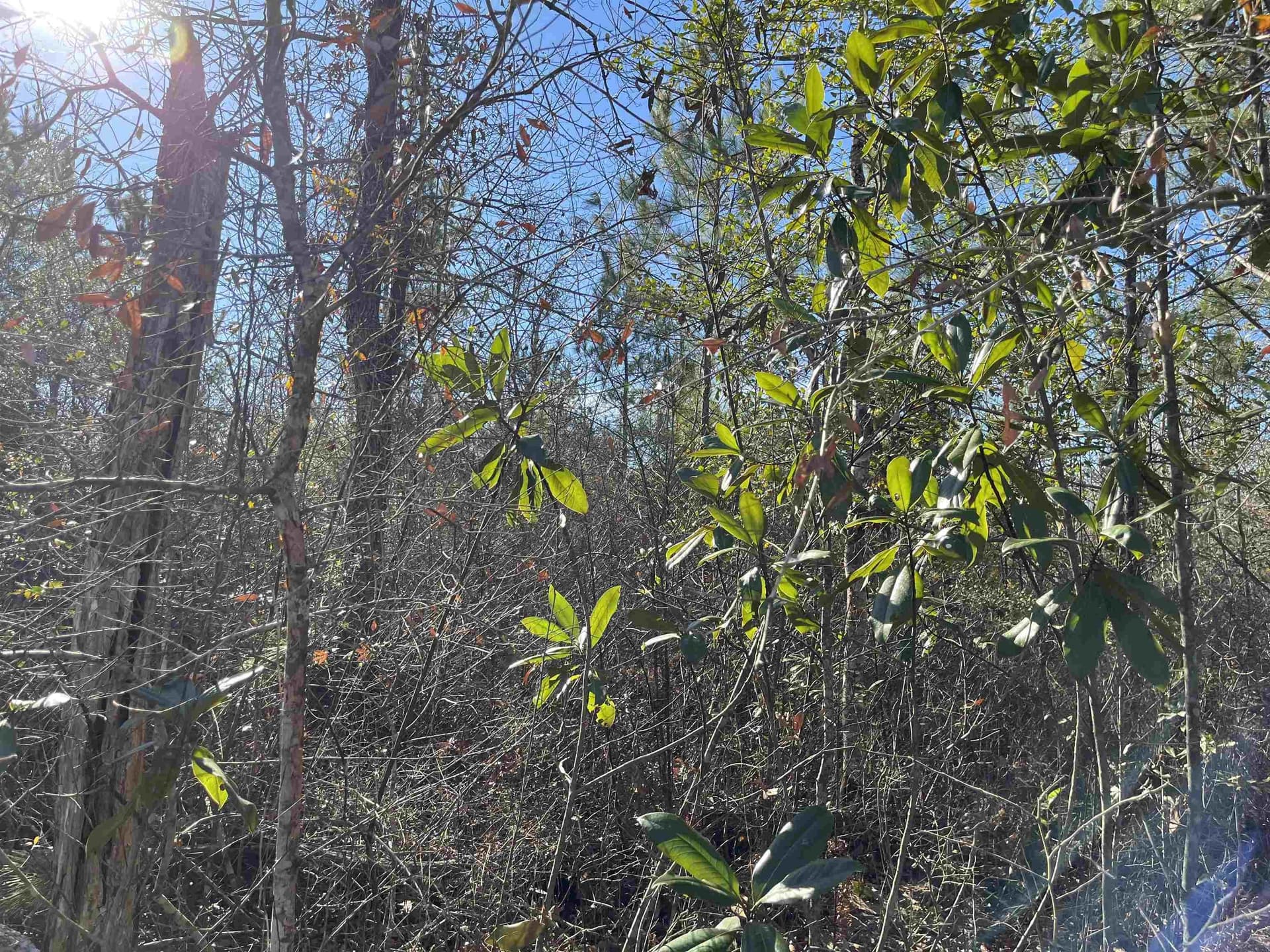11 acres in Texas County - photo 13