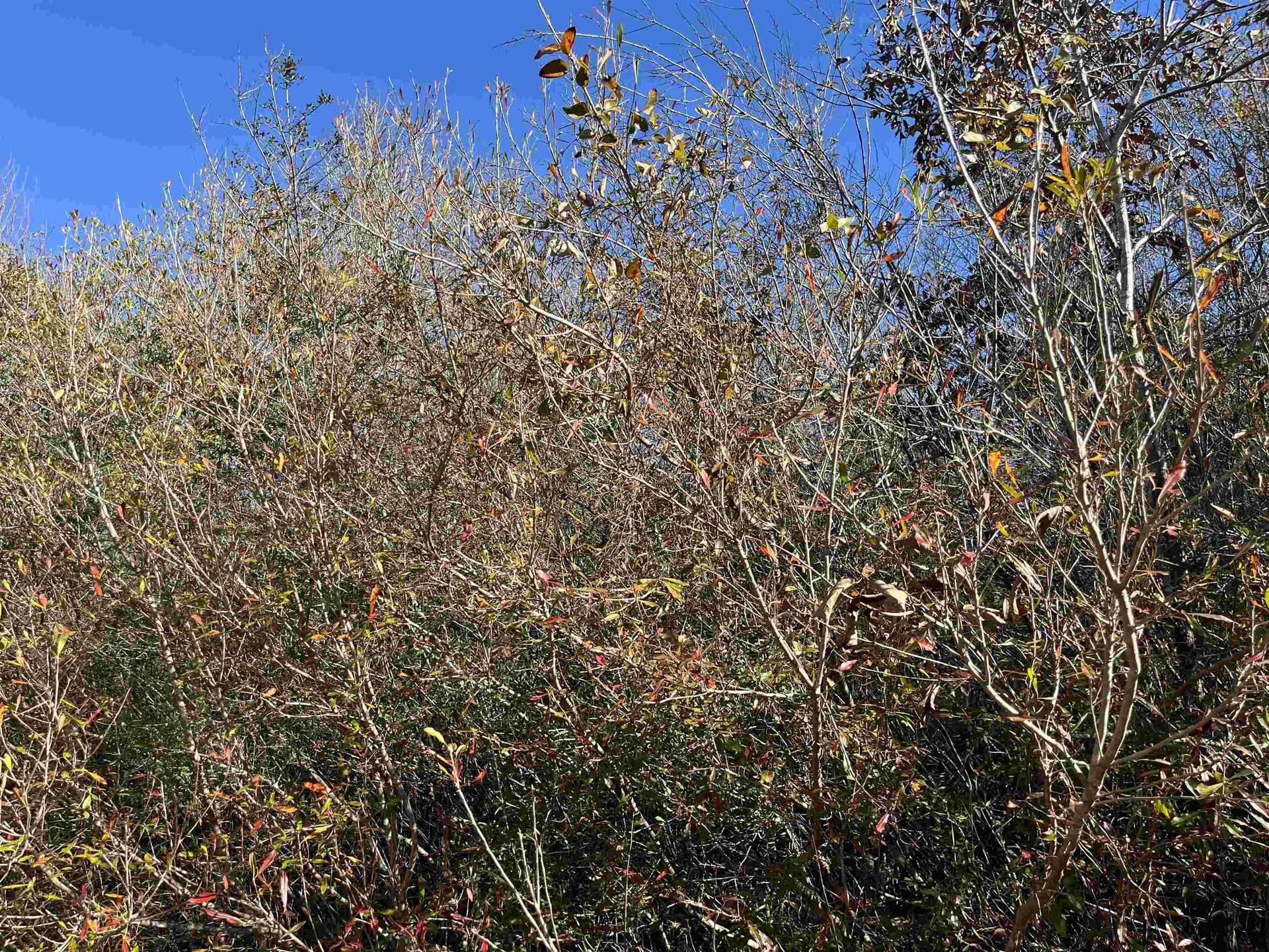 11 acres in Texas County - photo 14