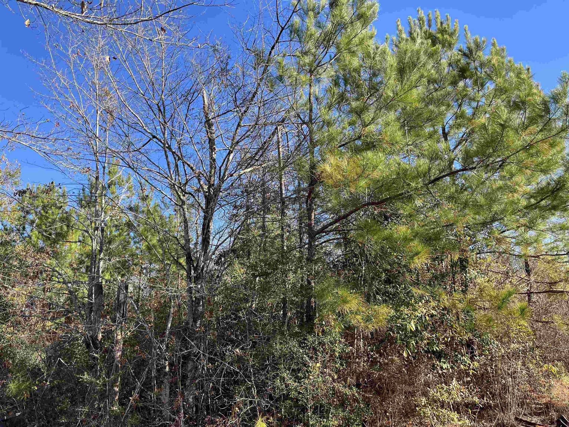 11 acres in Texas County - photo 9