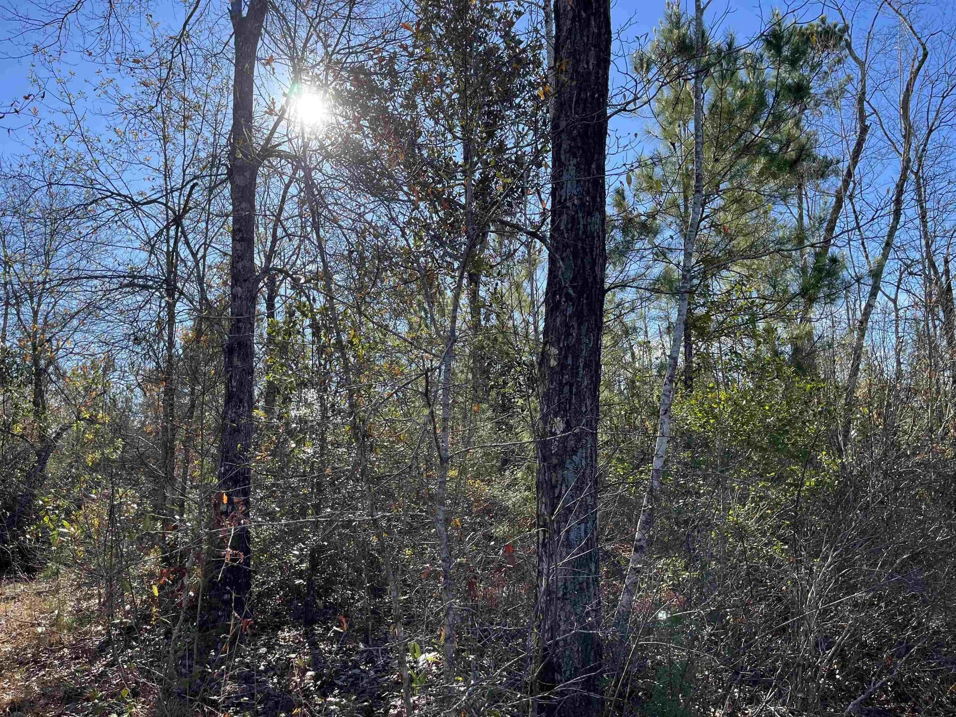 11 acres in Texas County - photo 11