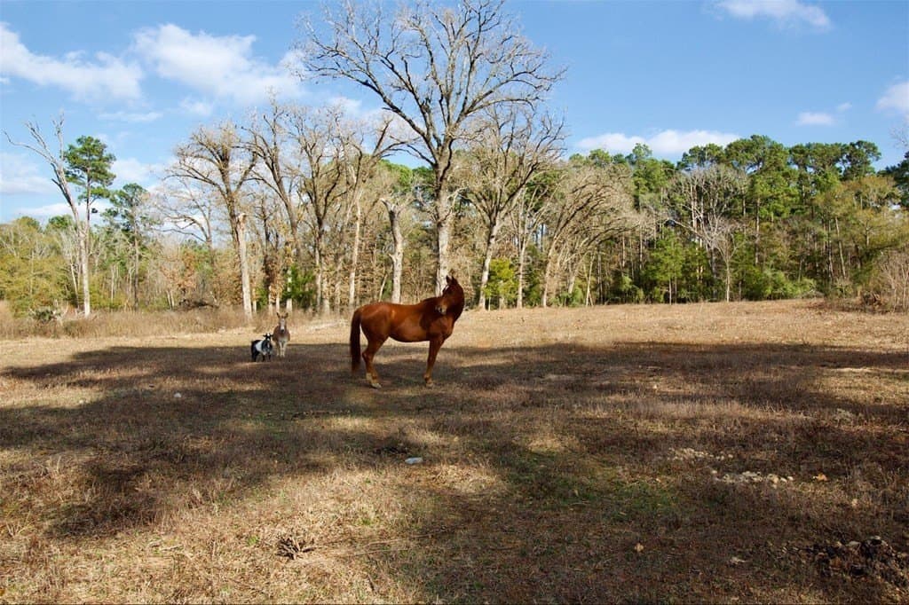 24.69 acres in HOUSTON County - photo 8