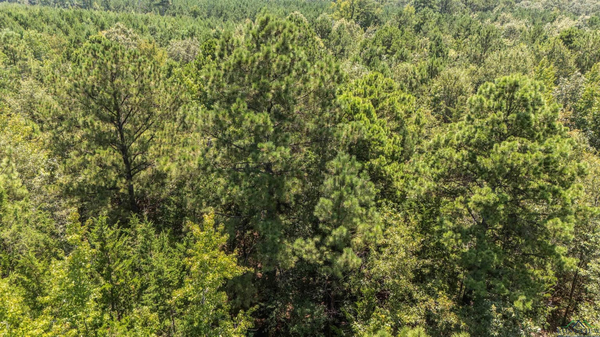 10 acres in Marion County - photo 7