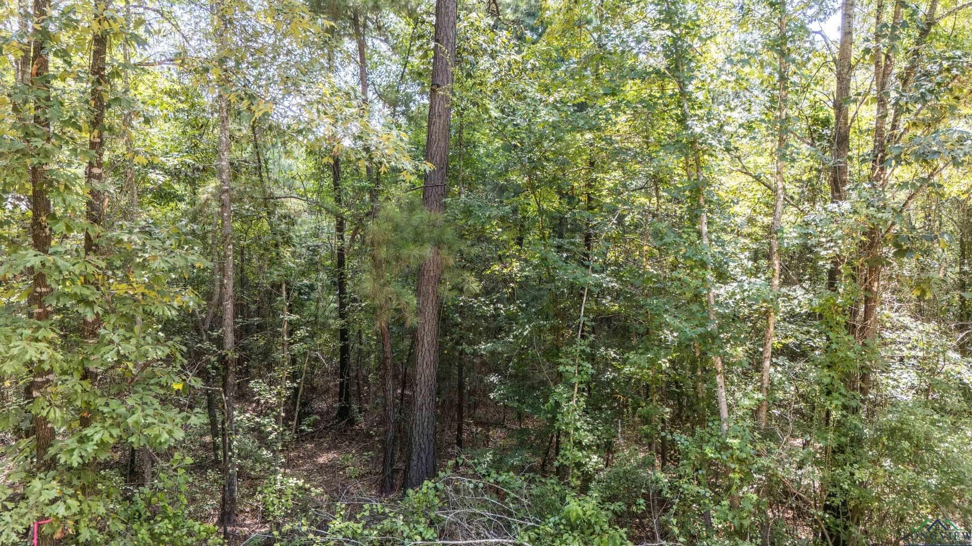 10 acres in Marion County - photo 12