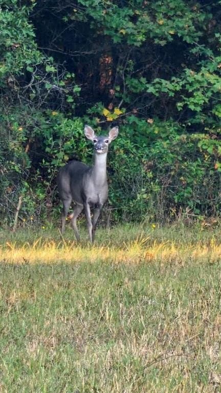 32.03 acres in Rusk County - photo 25