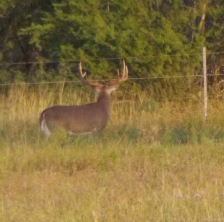 408.58 acres in Jim Wells County - photo 3