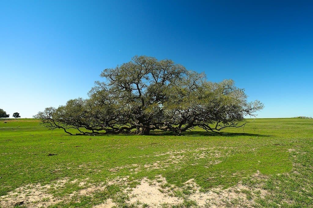 81.44 acres in Lavaca County - photo 5