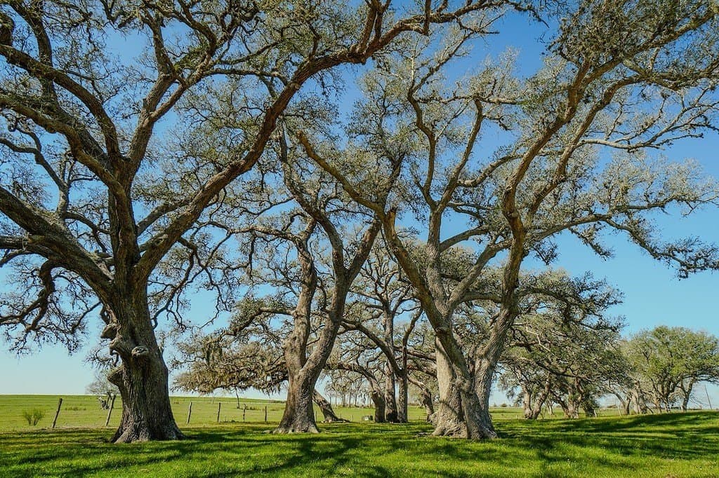 81.44 acres in Lavaca County - photo 3
