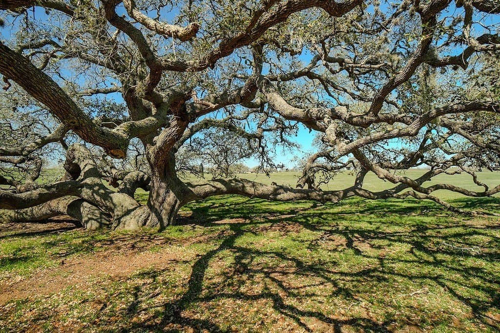 81.44 acres in Lavaca County - photo 6