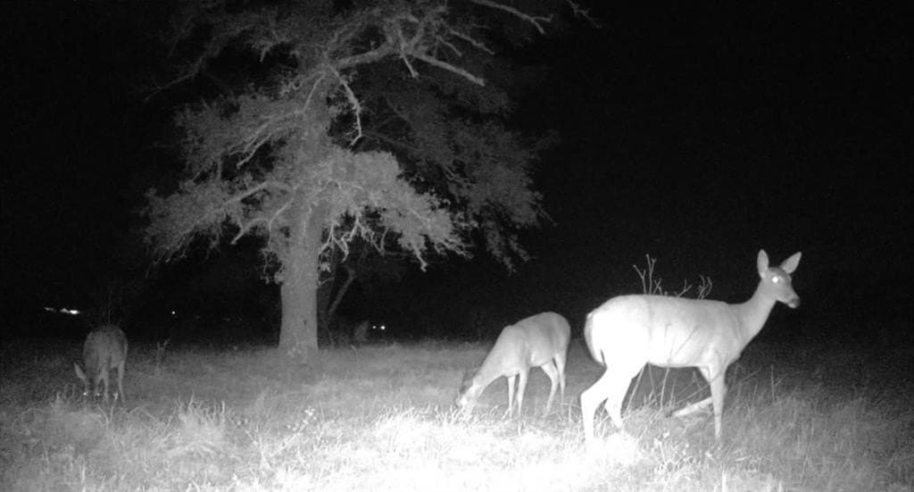 86.6 acres in Van Zandt County - photo 19