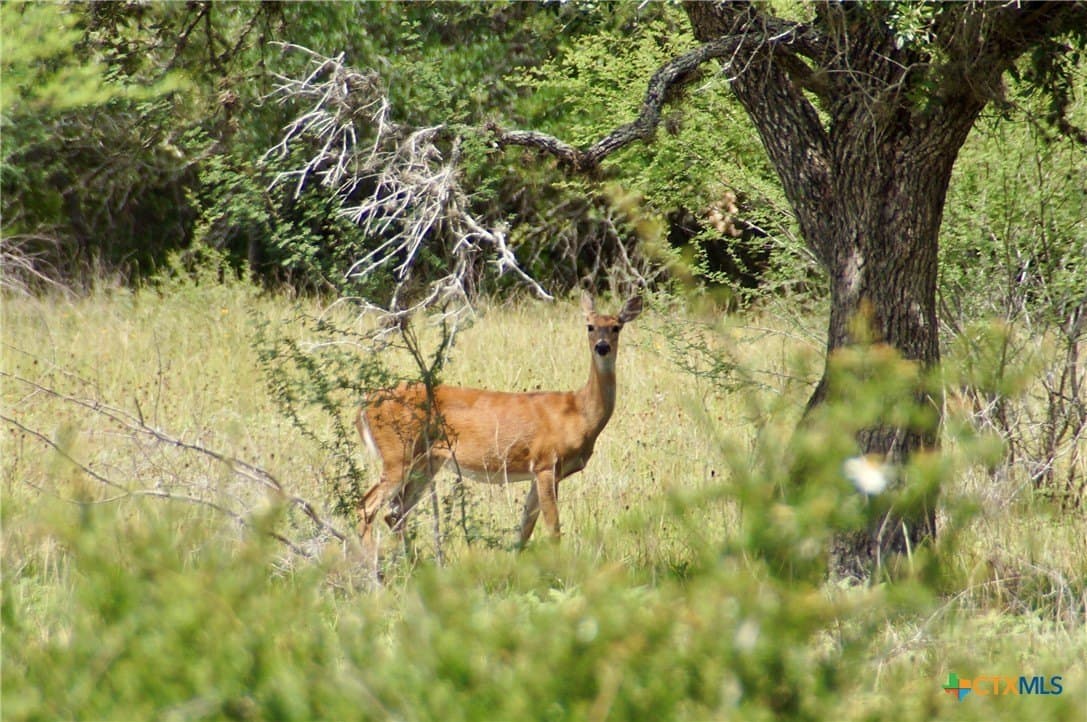 66.6 acres in DeWitt County - photo 25
