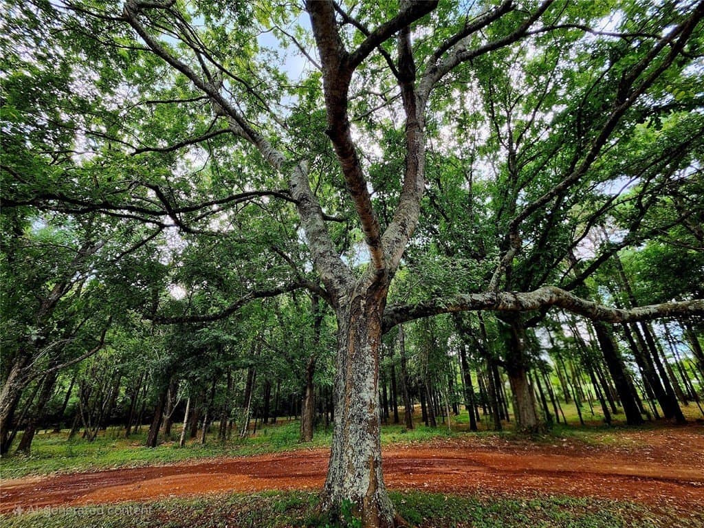 20 acres in San Augustin County - photo 31