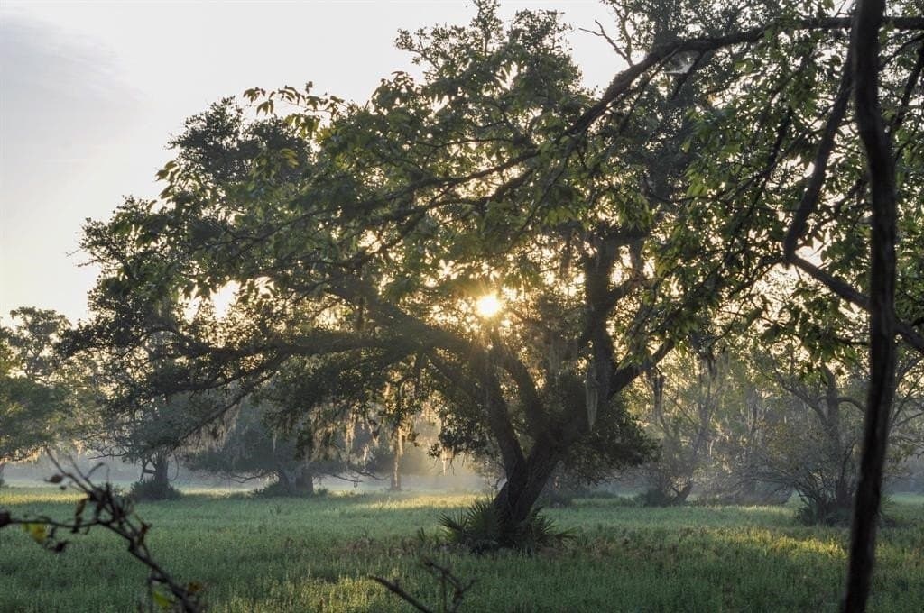 43.18 acres in Brazoria County - photo 13