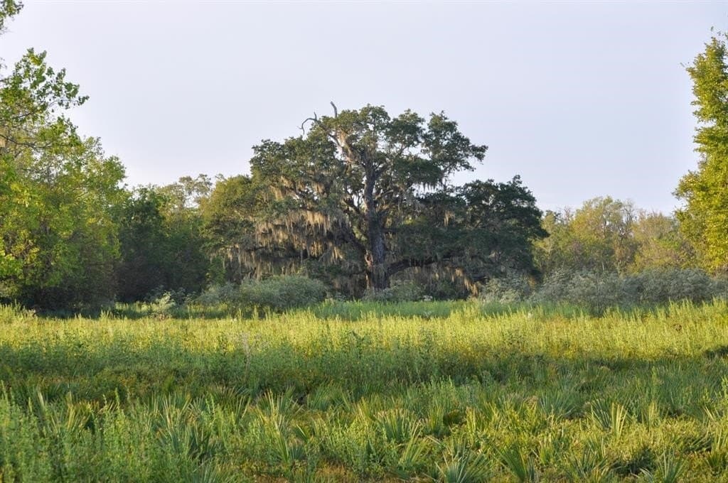 43.18 acres in Brazoria County - photo 16