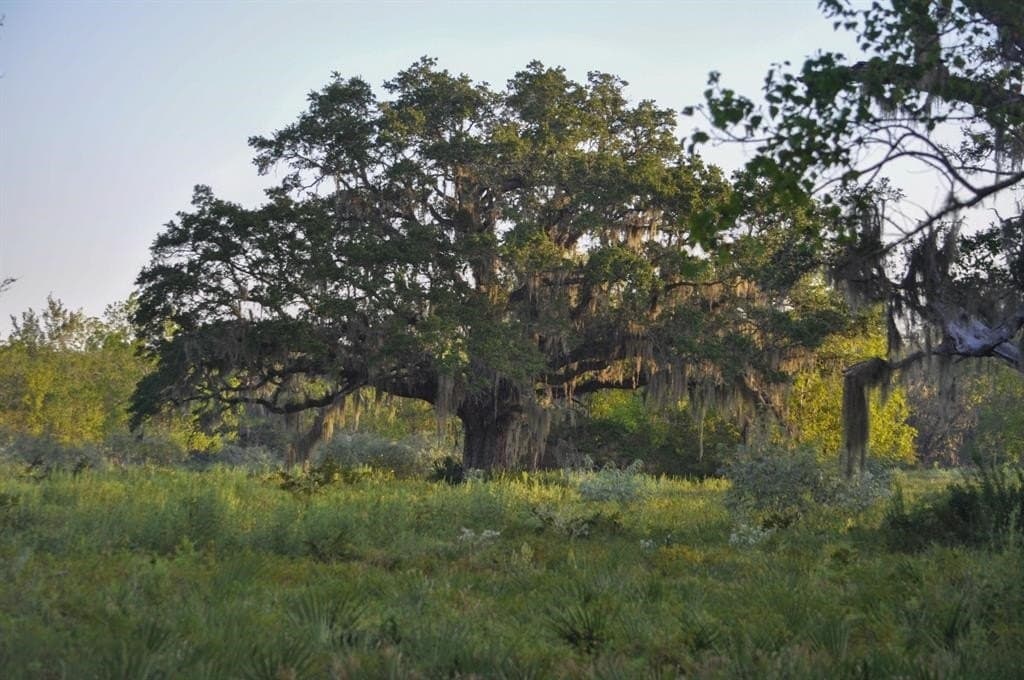 43.18 acres in Brazoria County - photo 9