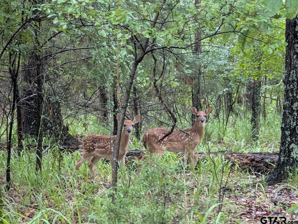 190 acres in Red River County - photo 38