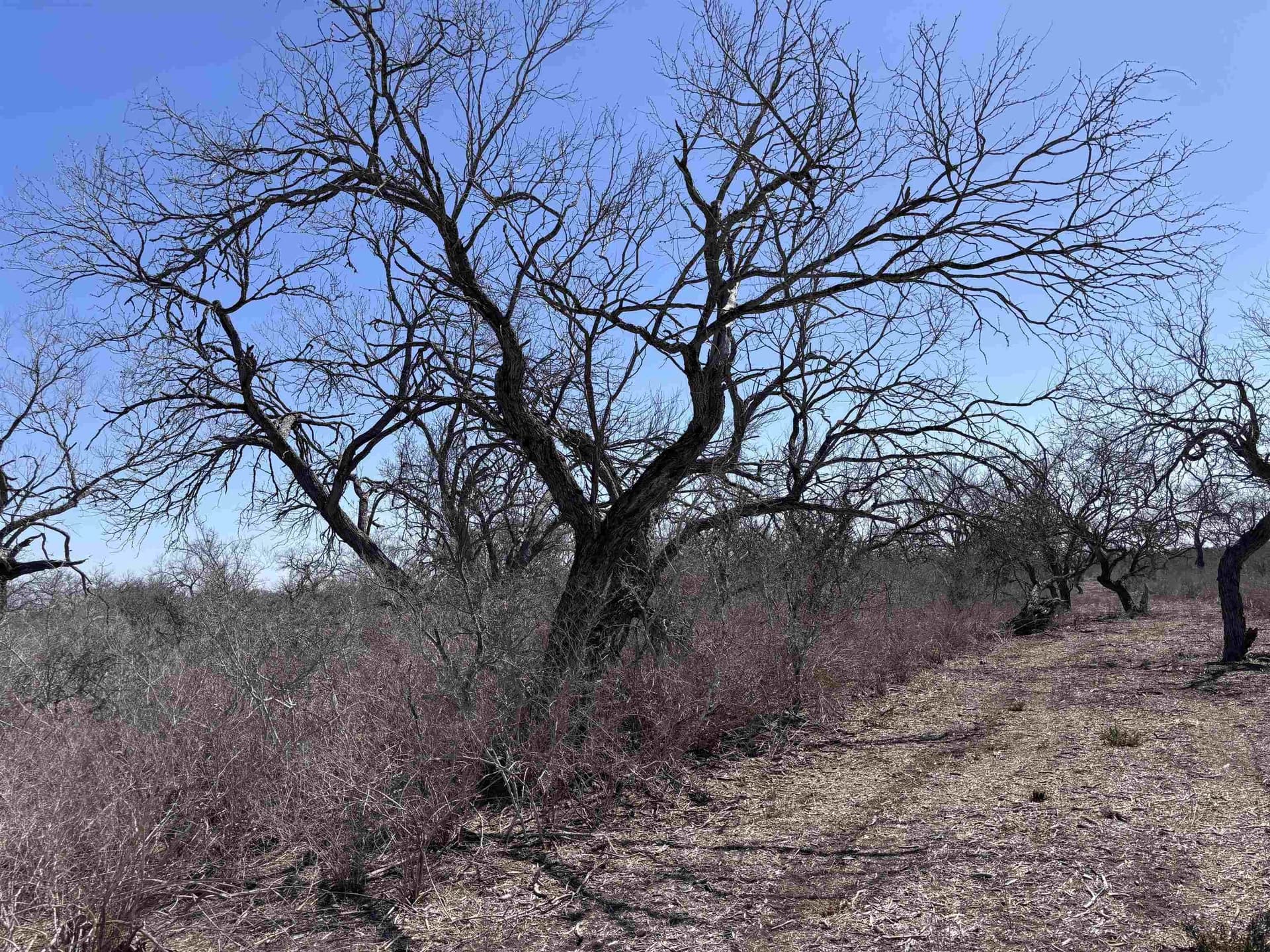 10.01 acres in Live Oak County - photo 5