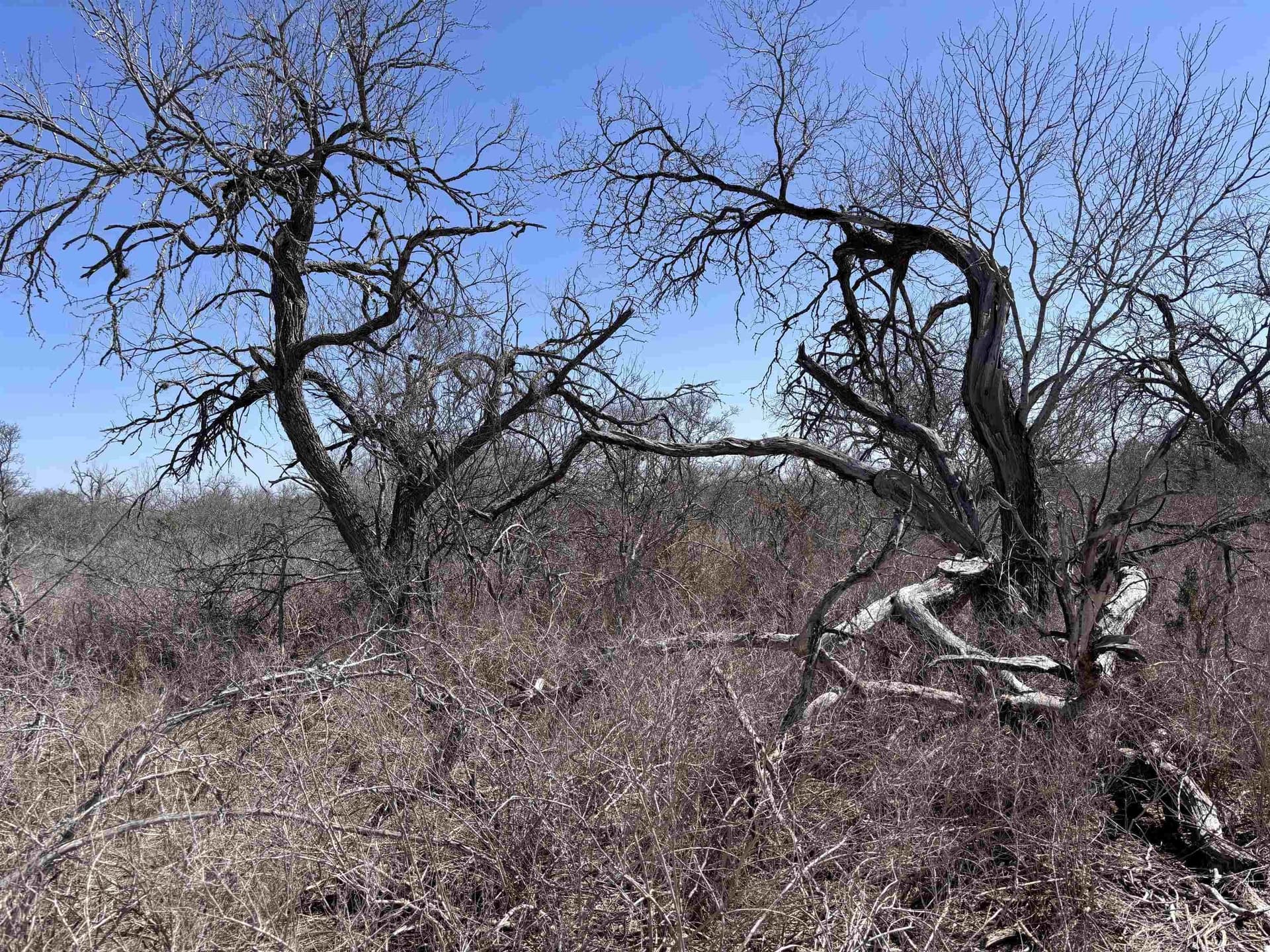 10.01 acres in Live Oak County - photo 4