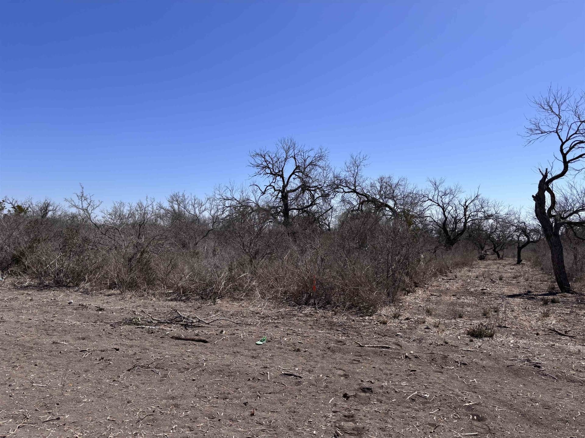 10.01 acres in Live Oak County - photo 3