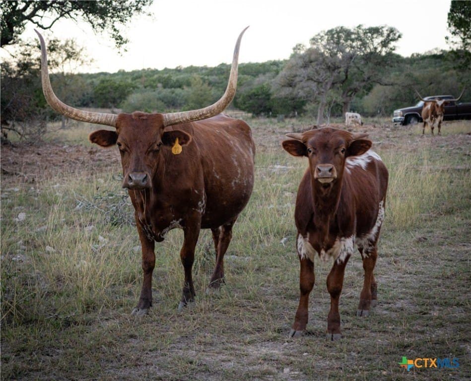 85.03 acres in Hays County - photo 18