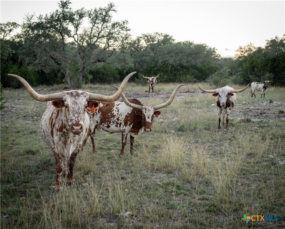 85.03 acres in Hays County - photo 29
