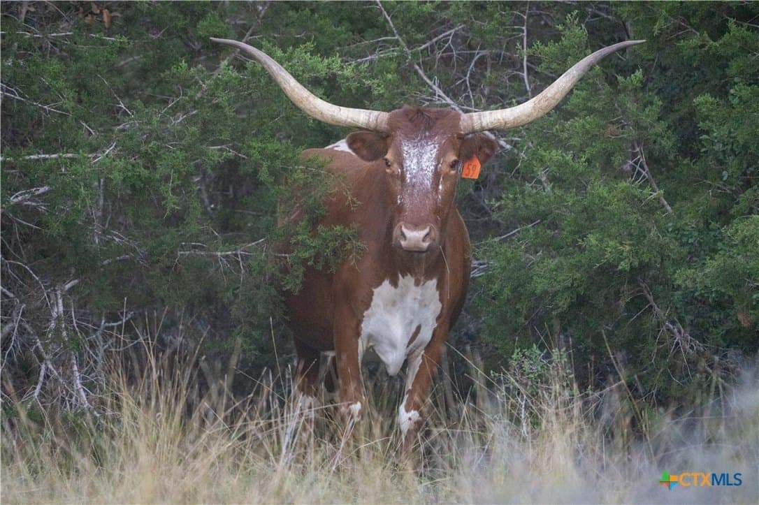 85.03 acres in Hays County - photo 7