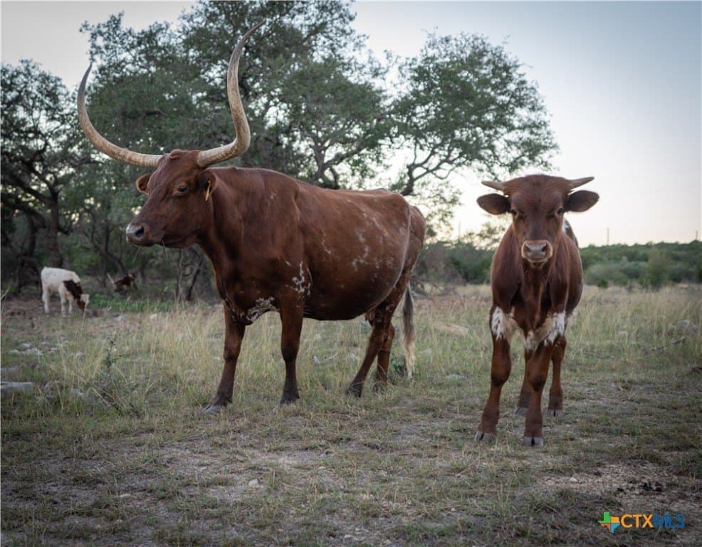 85.03 acres in Hays County - photo 30
