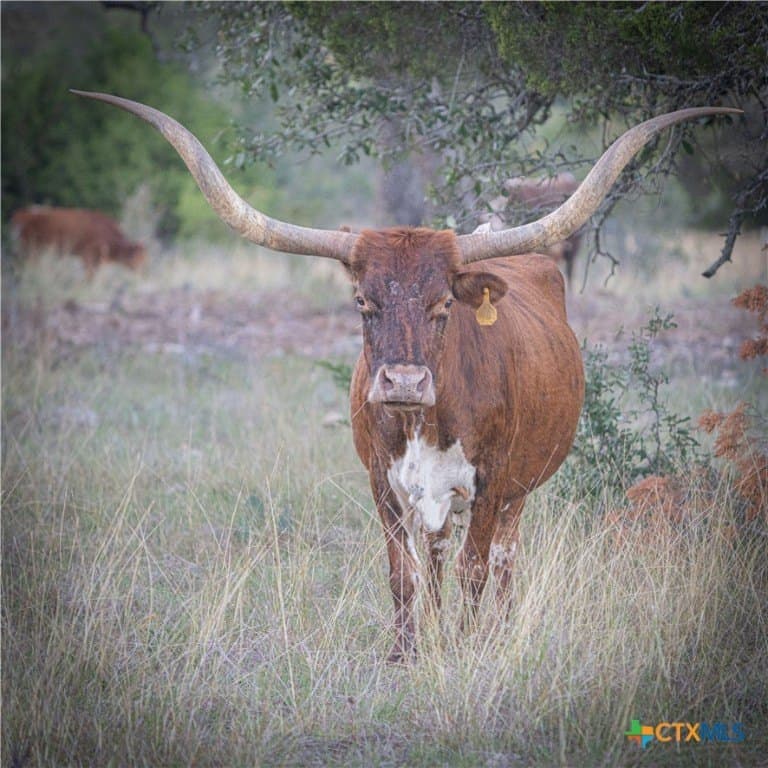 85.03 acres in Hays County - photo 15