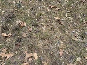 114.2 acres in Cass County - photo 13