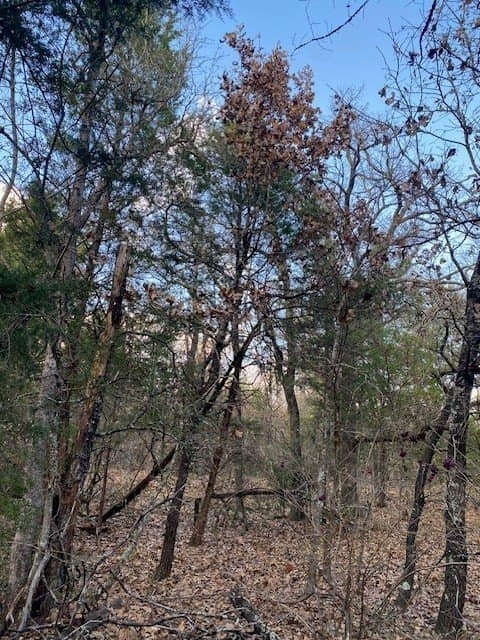 27.42 acres in Henderson County - photo 4