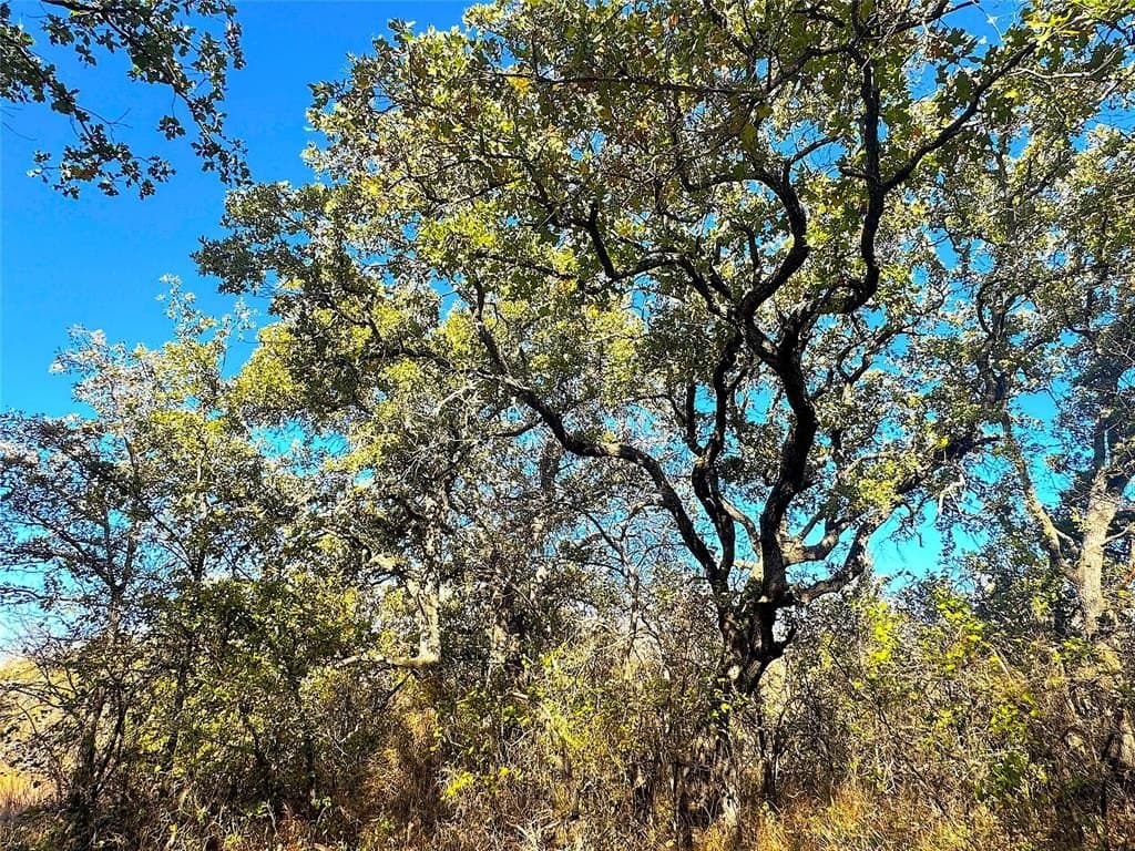 146.4 acres in Jack County - photo 36