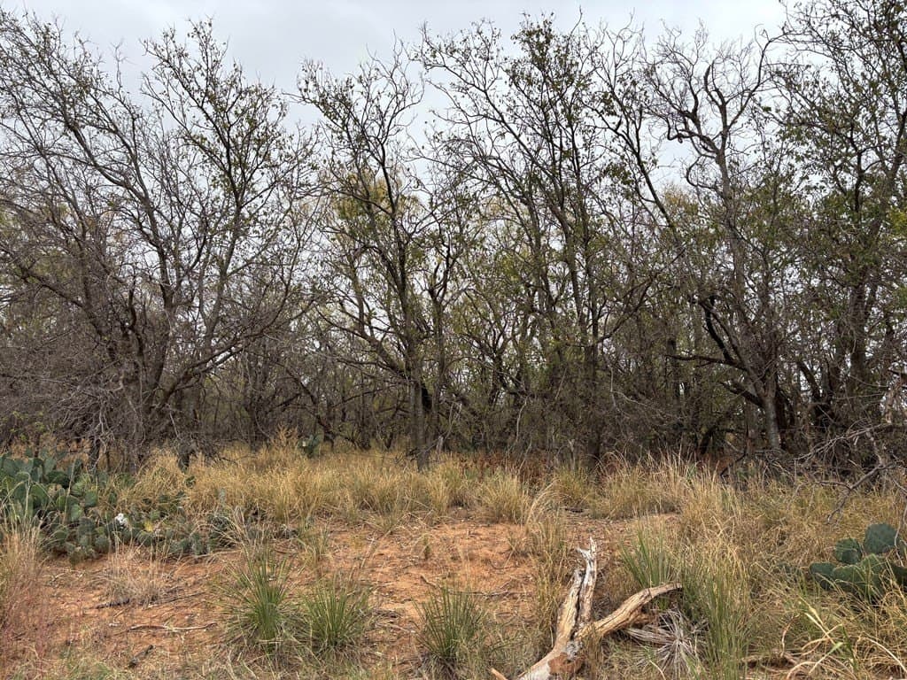 1.29 acres in Mitchell County - photo 3