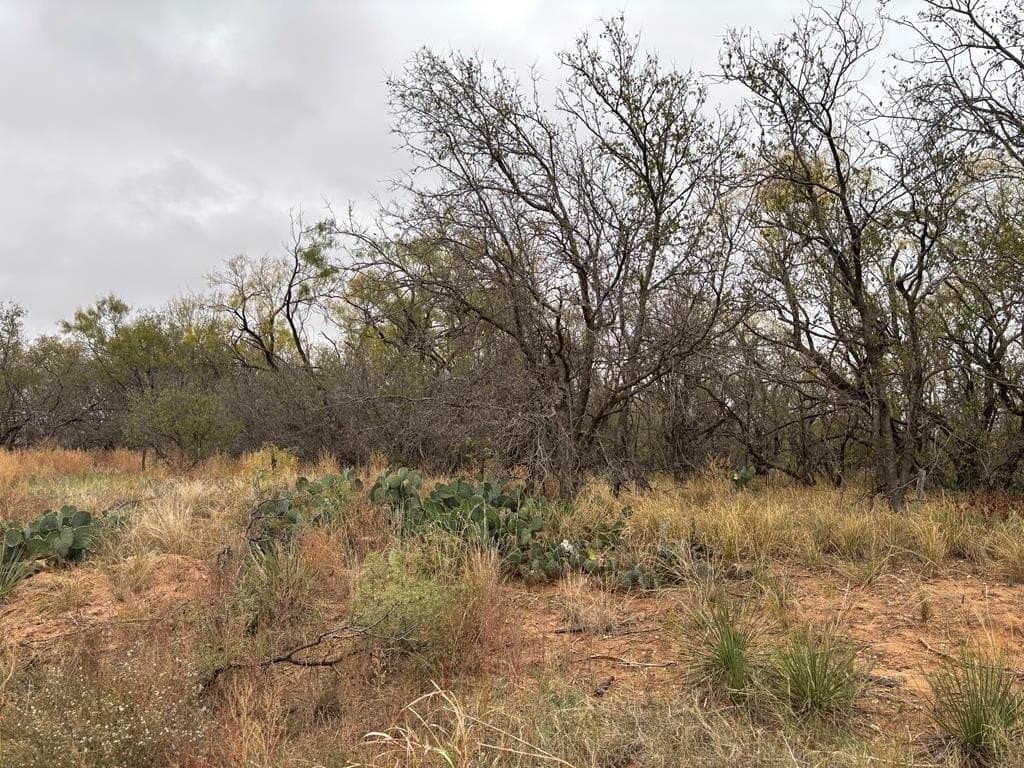 1.29 acres in Mitchell County - photo 5