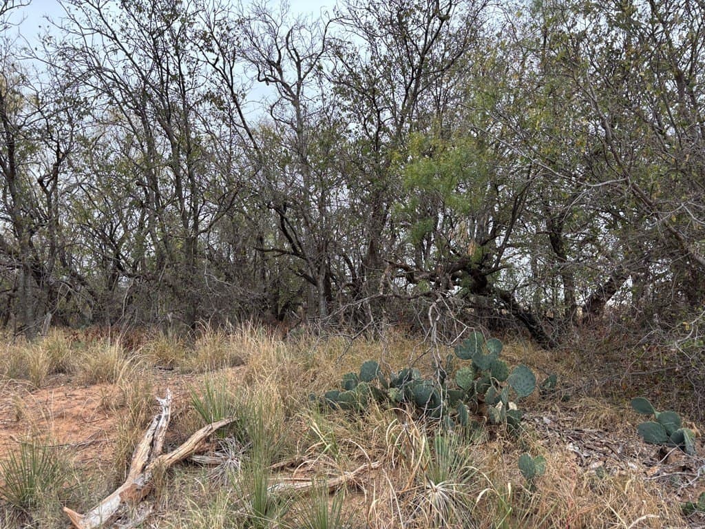 1.29 acres in Mitchell County - photo 2