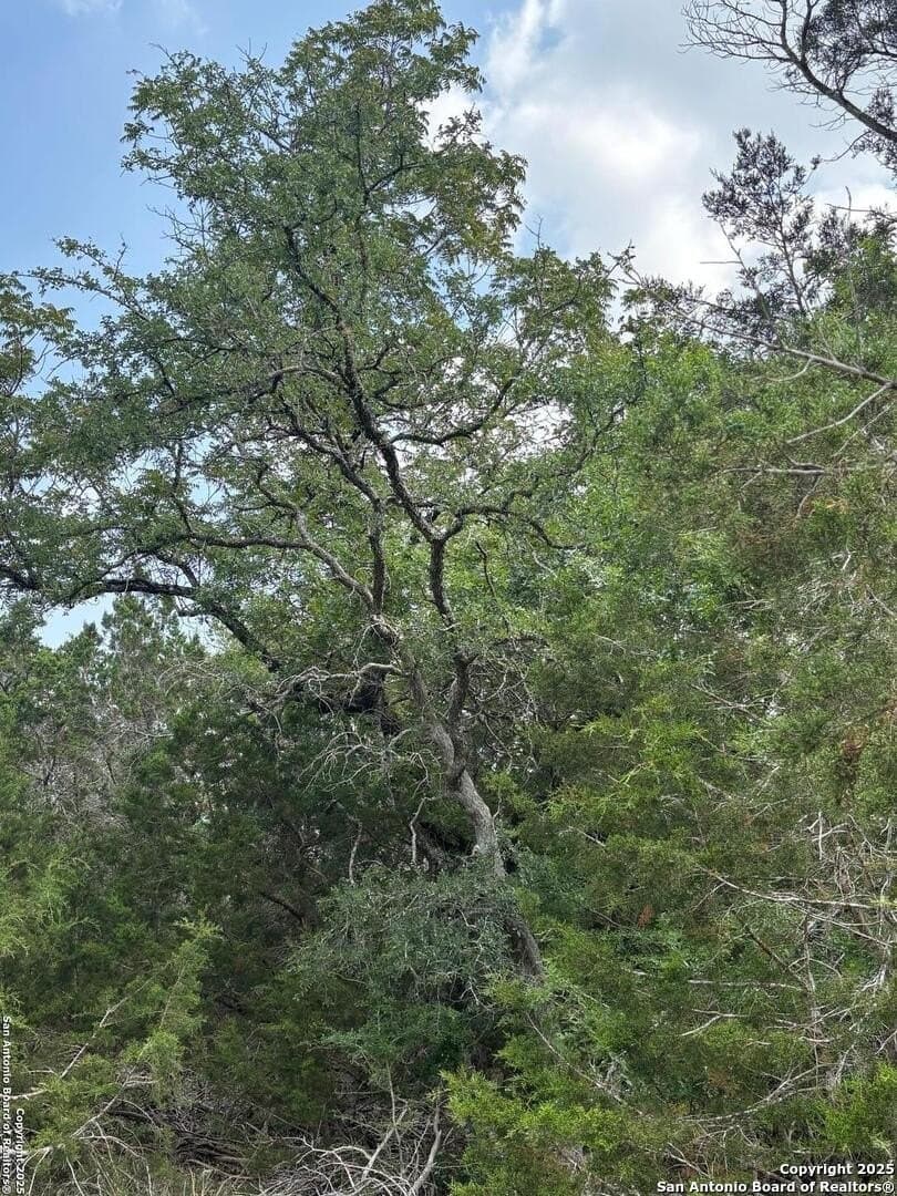 1.37 acres in Comal County - photo 11