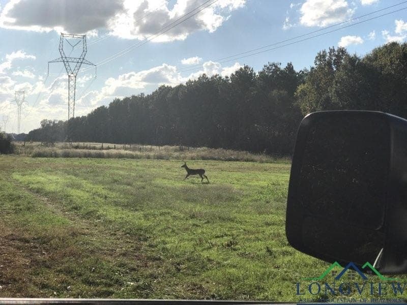 44 acres in Panola County - photo 7