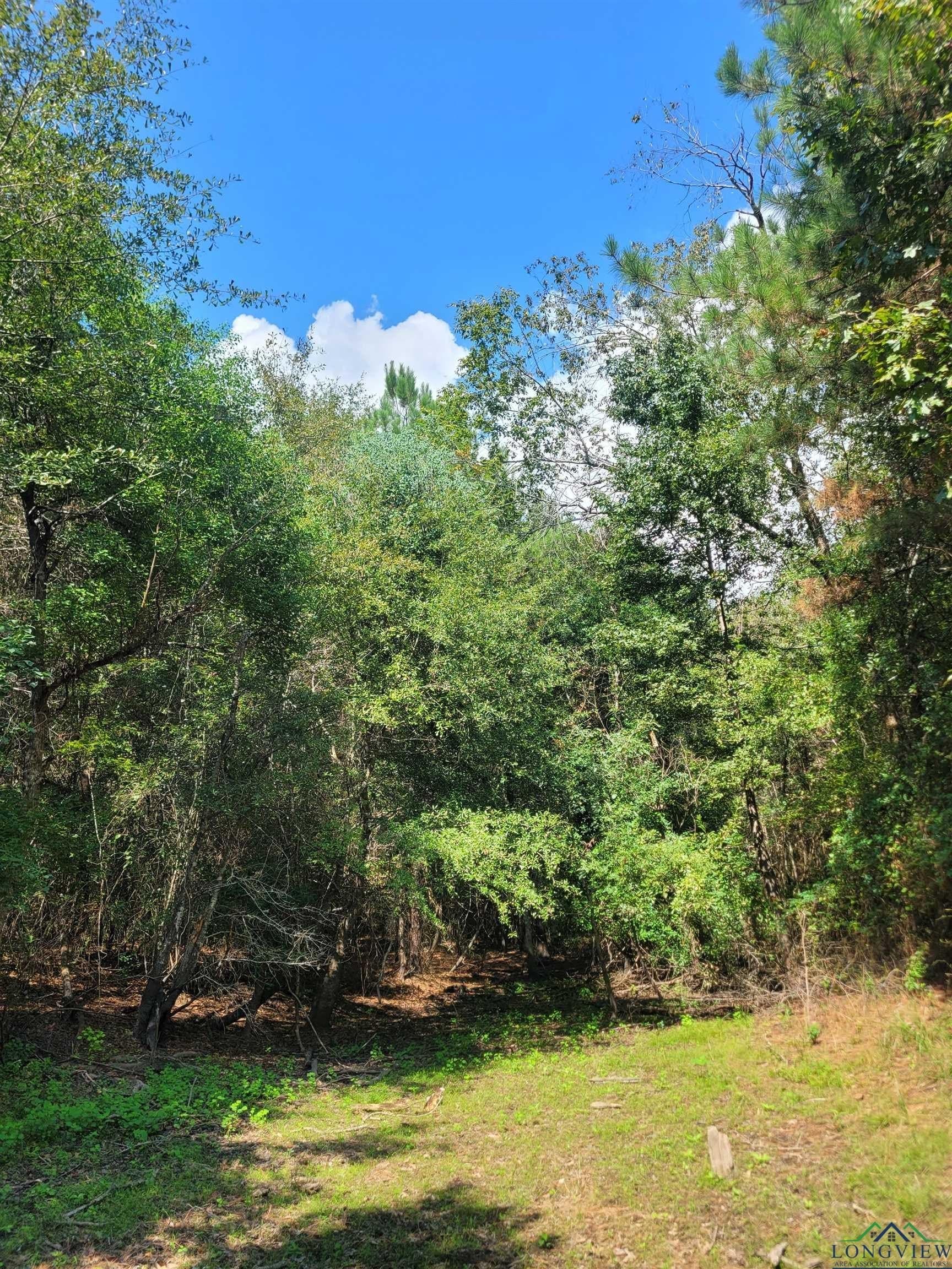 44 acres in Panola County - photo 4