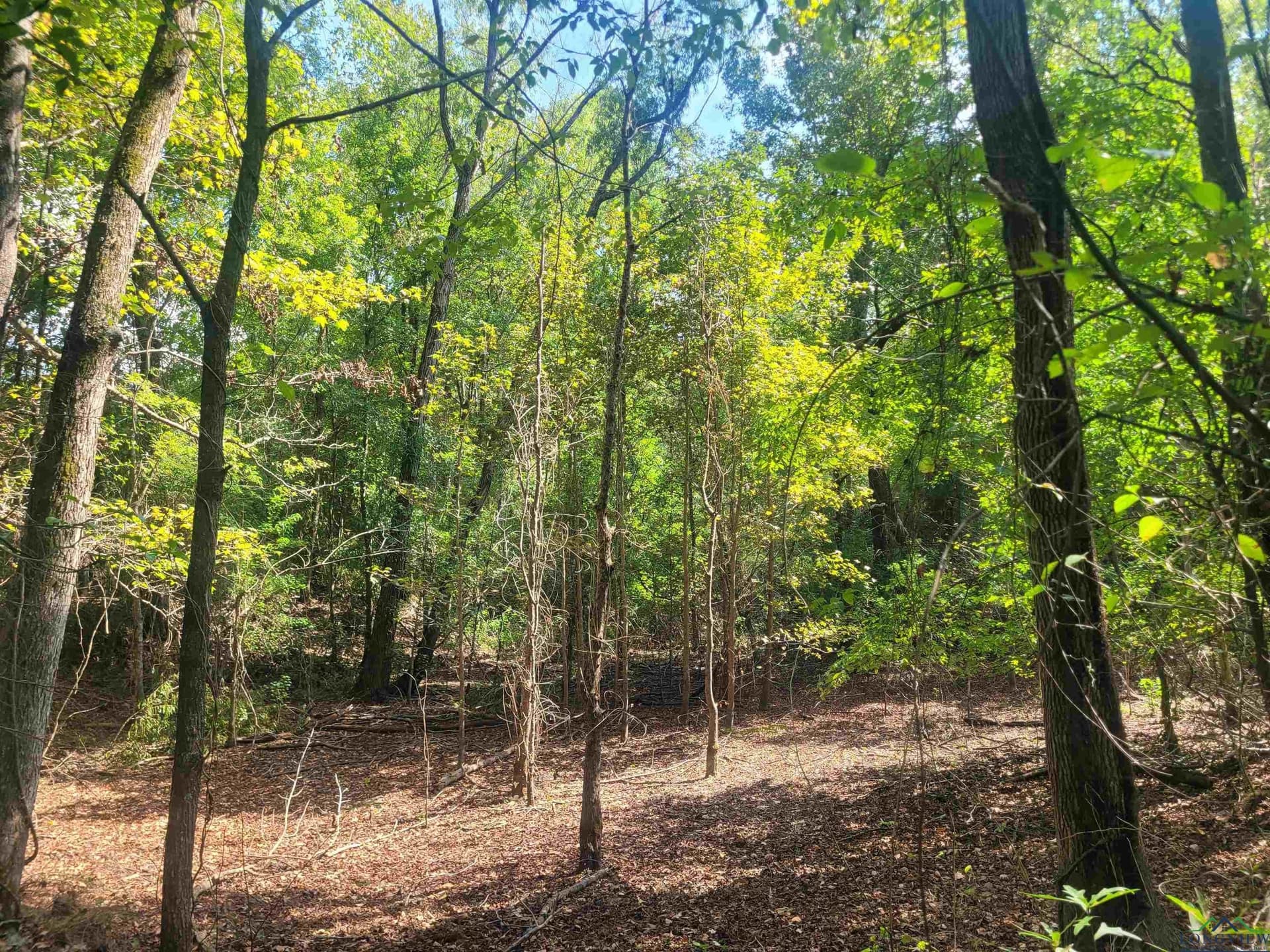 44 acres in Panola County - photo 6