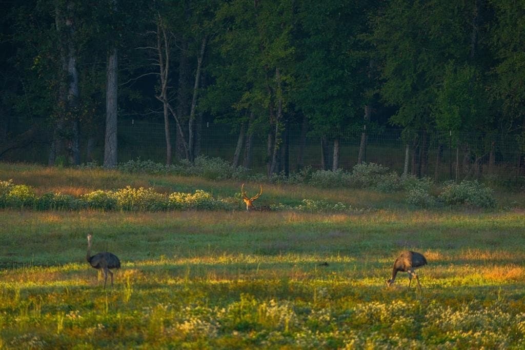 494.46 acres in Smith County - photo 40
