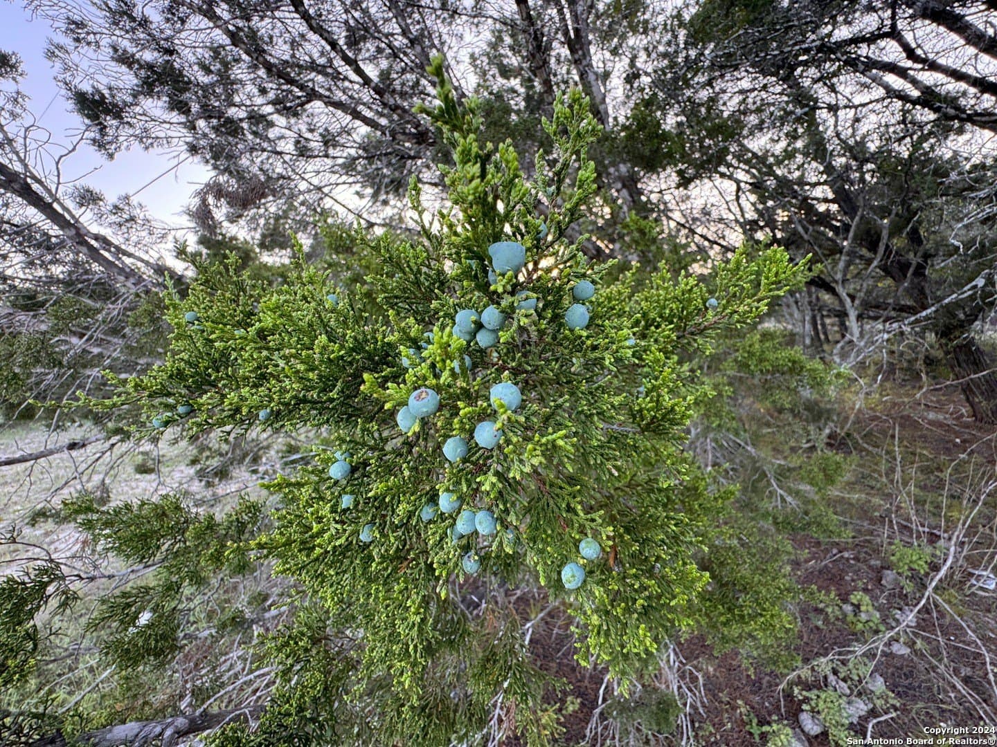 1.23 acres in Comal County - photo 3