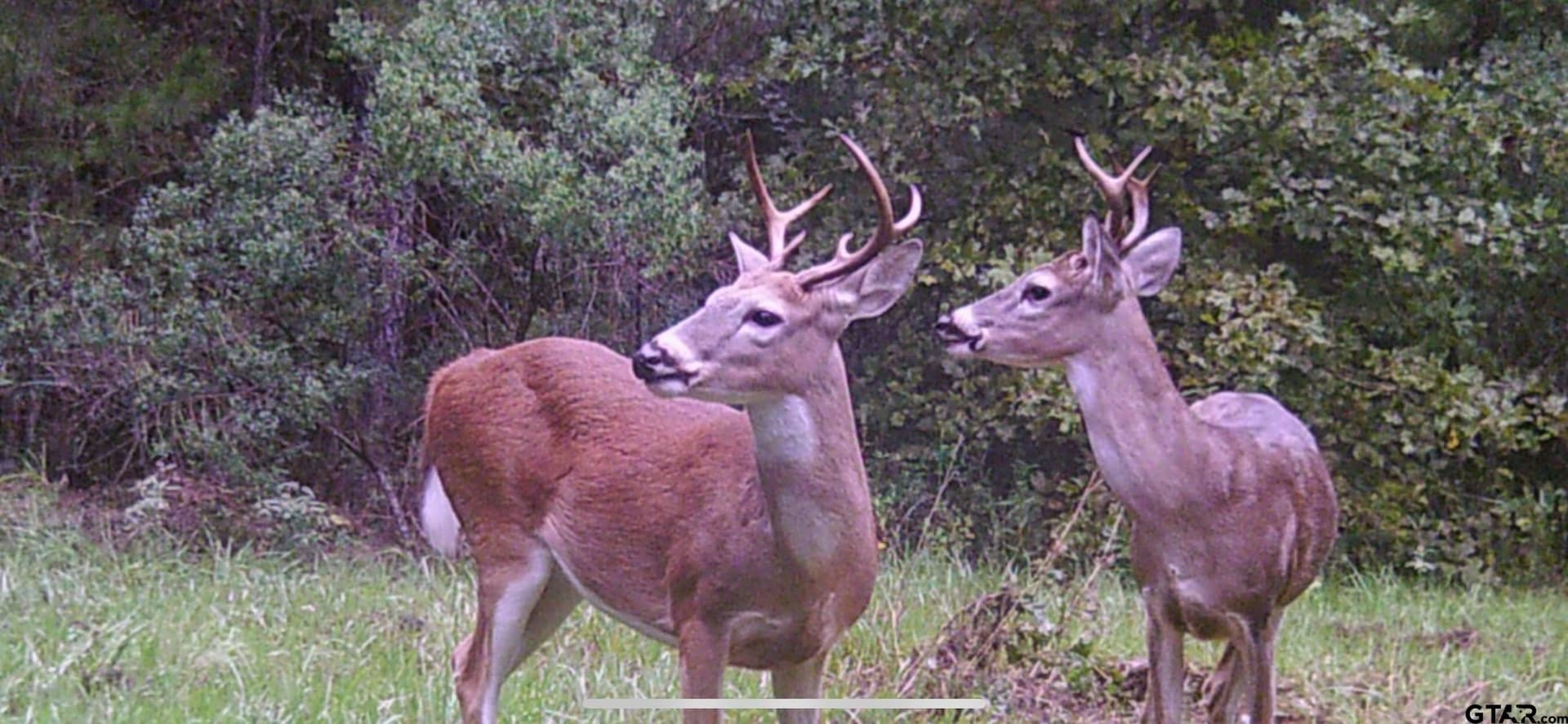 41.24 acres in Cherokee County - photo 32
